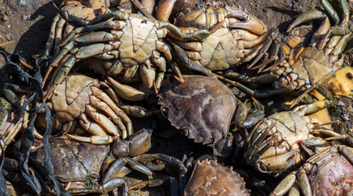 State Approves Maldives’ First Commercial Mud Crab Fattening Project