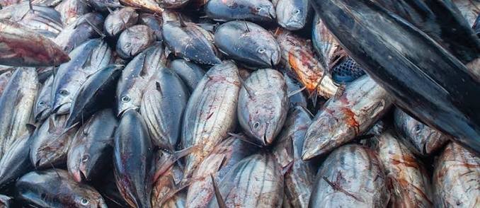 Climate Shifts and Regional Pressure Drive Down Maldivian Fish Catches