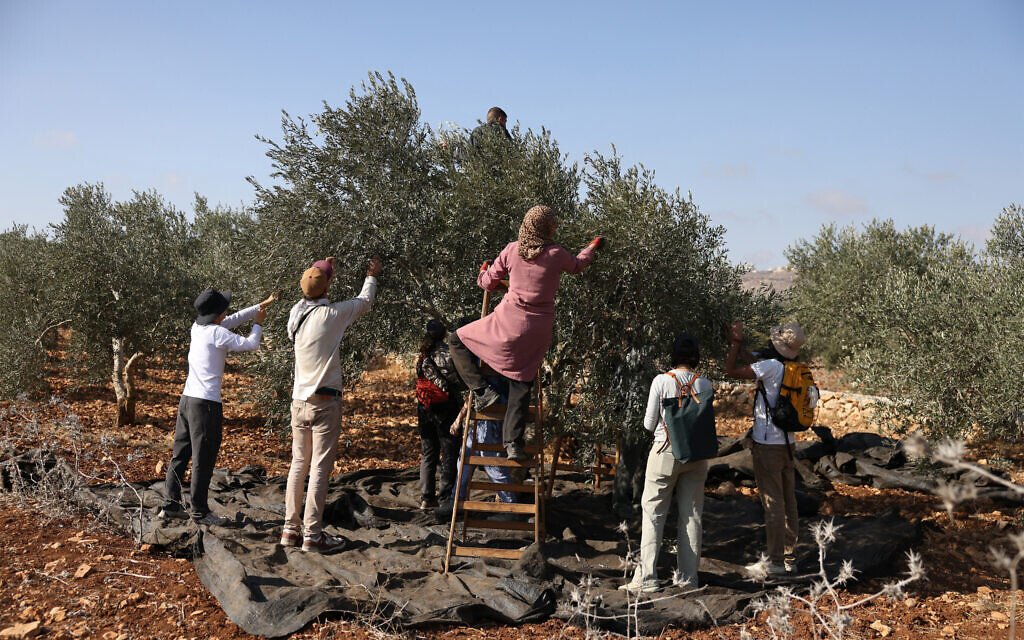 Palestinian Olive Harvest Begins Under Mounting Threats Across the West Bank